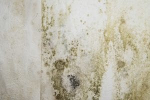 Mold Growth in Crawl Spaces