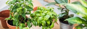 indoor plants for good indoor air quality