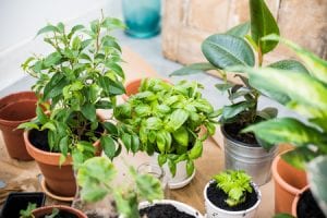 indoor plants for good indoor air quality