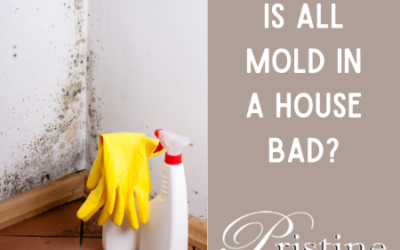 Is All Mold in a House Bad?