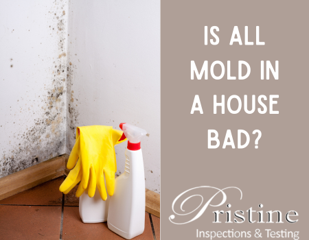 Is All Mold in a House Bad?